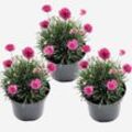 Plant in a Box - Grasnelke - 3 Stk - Armeria maritima 'Deep Rose' - Höhe 20-30cm - Topf 12cm