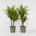 Plant in a Box - Drachenbaum - 2 Stk - Dracaena deremensis 'Lemon Lime' - Höhe 60-70cm - Topf 17cm