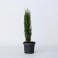 Plant in a Box - Toskanische Zypresse - Cupressus sempervirens 'Totem' - Höhe 60-80cm - Topf 19cm