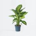 Plant in a Box - Arum - Dieffenbachia 'Tropic' - Höhe 70-80cm - Topf 24cm