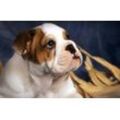 Fototapete PAPERMOON "BULLDOG-TIERE HUND BULLDOGE HUNDE WANDDEKO WANDBILD XXL", bunt, B:4,00m L:2,60m, Vlies, Tapeten