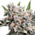 Auto Wappa | Autoflowering Cannabissamen von Paradise Seeds | 5 Hanfsamen