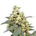 Auto Lemonade | Feminisierte Cannabissamen von Paradise Seeds | 5 Hanfsamen