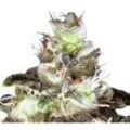 Original White Widow (IBL) | Feminisierte Cannabissamen von Paradise Seeds | 3 Hanfsamen