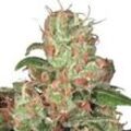 Auto Acid | Automatic Cannabissamen von Paradise Seeds | 5 Hanfsamen