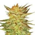 Ice Cream | Feminisierte Cannabissamen von Paradise Seeds | 3 Hanfsamen