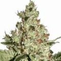 Acid | Feminisierte Cannabissamen von Paradise Seeds | 3 Hanfsamen