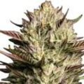 California Octane | Feminisierte Cannabissamen von Humboldt Seed Co. | 3 Hanfsamen