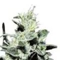 Nebula | Feminisierte Cannabissamen von Paradise Seeds | 3 Hanfsamen