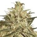 Atomical Haze | Feminisierte Cannabissamen von Paradise Seeds | 3 Hanfsamen