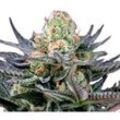 Caramba | Feminisierte Cannabissamen von Paradise Seeds | 3 Hanfsamen