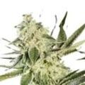 Glowstarz | Feminisierte Cannabissamen von Paradise Seeds | 5 Hanfsamen