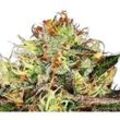 Chocolate Wafflez | Feminisierte Cannabissamen von Paradise Seeds | 3 Hanfsamen