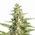 Auto Pandora | Feminisierte Cannabissamen von Paradise Seeds | 3 Hanfsamen