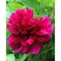 XXL-Paeonia Wu Long Peng Sheng