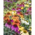 Sonnenhut/Echinacea Butterfly Mix, 7tlg.