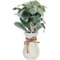 Künstliche Topfpflanze 30 cm PEPEROMIA ARGYREIA