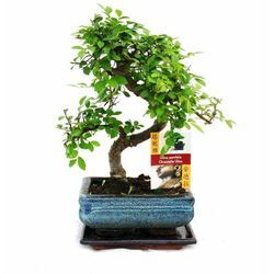 Bonsai Chinesische Ulme - Ulmus parviflora - ca. 6 Jahre