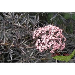 Rotblättrig geschlitzter Duft Holunder Sambucus Black Lace rosa Blüte 60-80 cm