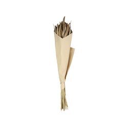 Chic Antique Fleur getrocknete Seterea Blumen, L75 cm, natur