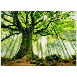 Tadessi - Leinwandbild Bäume Blätter 50 x 70 cm - Wandbild Wald Grün Braun - Keilrahmen Laubwald Wohnzimmerdeko Wanddeko Wandgemälde