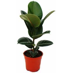 Gummibaum - Ficus elastica 'Robusta' - 17cm Topf