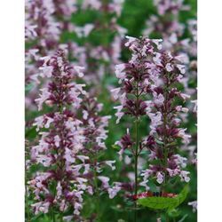 Nepeta Dawn of Dusk rosa Katzenminze kleinblumig Duft