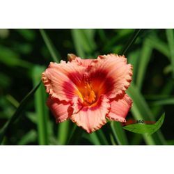 Baumschule Gold - Hemerocallis Strawberry Candy, rosa Taglilie mit Auge