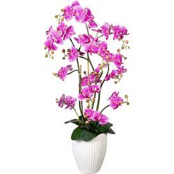 Orchidee Phalaenopsis, real touch - kaiserkraft