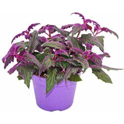 Gynura Purple Passion - Samtblatt - Samtnessel - lilafarbene Pflanze 12cm