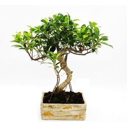 Exotenherz - Bonsai fürs Zimmer - in moderner Trendkeramik - Zimmerbonsai Ficus - 8 Jahre alt - Holzoptik