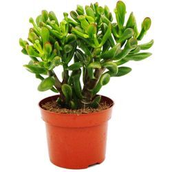 Dickblatt - Löffelbaum - Crassula 'Hobbit' - Sukkulente Zimmerpflanze - 12cm Topf