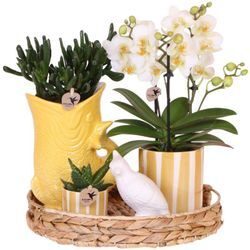 Exotenherz - Kolibri Company Geschenkset Mediterranean Sunset mit weißer Phalaenopsis Orchidee Lausanne und Sukkulenten inkl. Keramiktöpfen