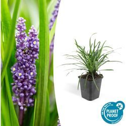 Exotenherz - Bodendecker - Lilientraube - Liriope muscari 'Big Blue' - 9cm Topf - Set mit 20 Pflanzen