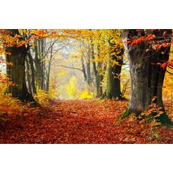 Fototapete PAPERMOON "WALD-HERBST BÄUME NATUR LANDSCHAFT BAUM ALLEE WANDBILD", bunt, B:4,00m L:2,60m, Vlies, Tapeten