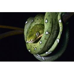 Fototapete PAPERMOON "SMARAGDBOA-SCHLANGE TIER REPTIL AMAZONAS REGENWALD BOA", bunt, B:4,00m L:2,60m, Vlies, Tapeten