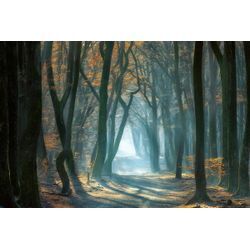 Fototapete PAPERMOON "Photo-Art ELLEN BORGGREVE, KALTES LICHT IM WALD", bunt, B:4,50m L:2,80m, Vlies, Tapeten