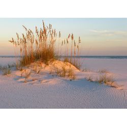 Fototapete PAPERMOON "DÜNEN- MEER SEE KÜSTE NORDSEE OSTSEE STRAND SYLT GRAS", bunt, B:5,00m L:2,80m, Vlies, Tapeten