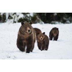 Fototapete PAPERMOON "GRIZZLEY BÄR-MIT JUNGEN WINTER NATUR WILDE TIERE WALD", bunt, B:5,00m L:2,80m, Vlies, Tapeten