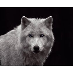 Bild WHITE WOLF