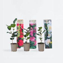 Plant in a Box - Japanische Rose - 3 Stk - Camellia japonica - Höhe 25-40cm - Topf 9cm