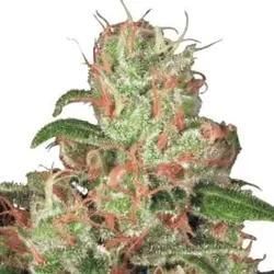 Auto Acid | Automatic Cannabissamen von Paradise Seeds | 3 Hanfsamen