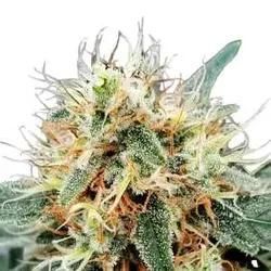 Auto Stromboli | Feminisierte Cannabissamen von Paradise Seeds | 3 Hanfsamen