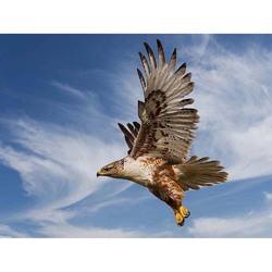 Ferruginous Hawk Beute Jagd Flug Vogel 12 x 16 Zoll gerahmter Kunstdruck